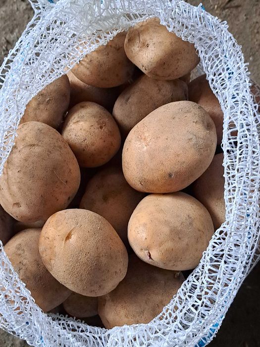 Sprzedam  ziemniaki IRGA