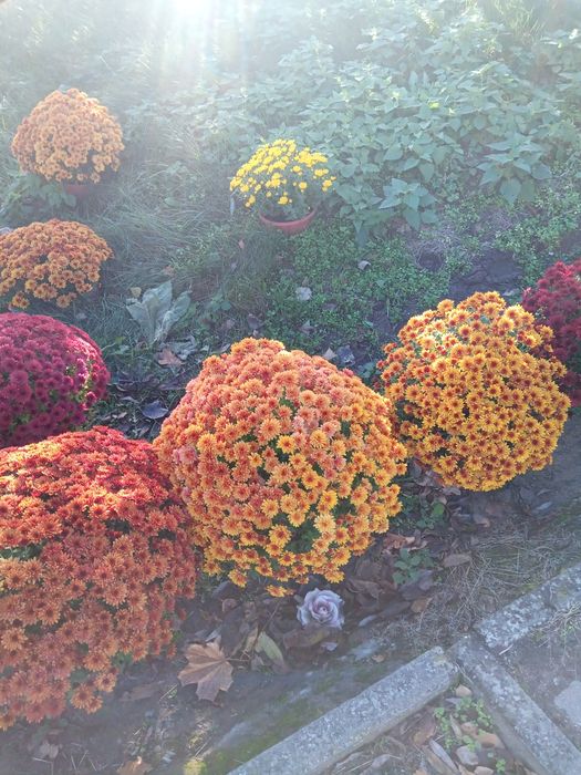 Chryzantemy drobnokwiatowe