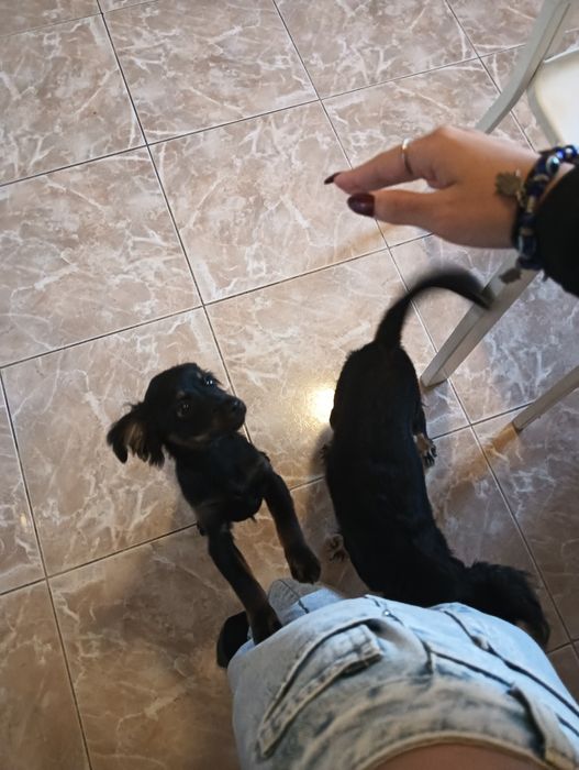 estou a doar dois cães masculinos