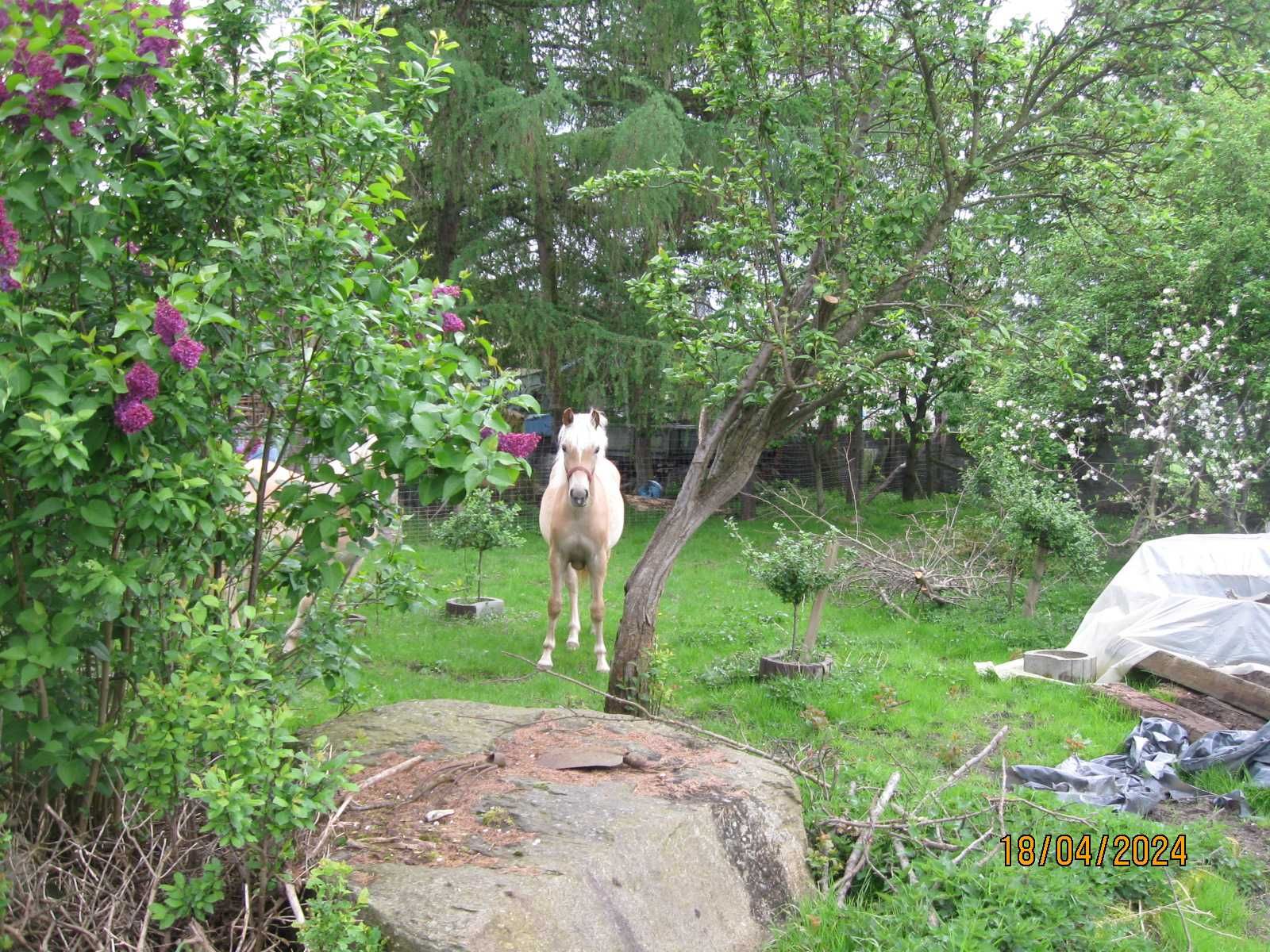 Haflinger klacz pelne pochodzenie