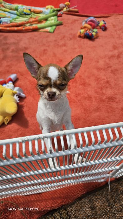 Хлопчик-горобчик щасливого окрасу триколор!