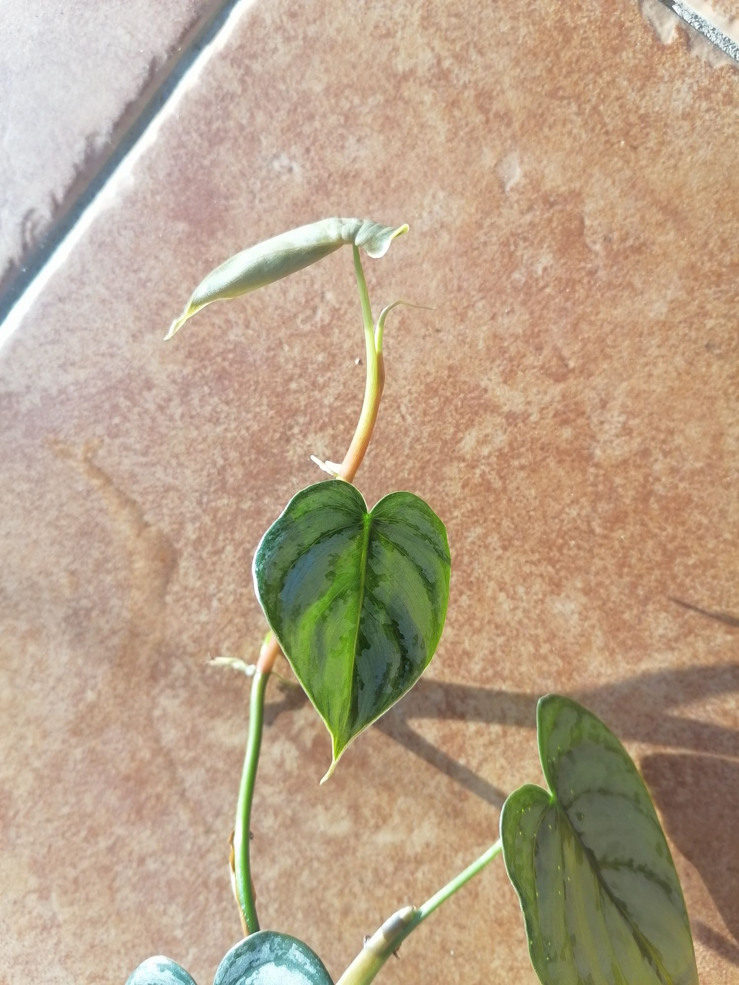 Philodendron Brandtianum