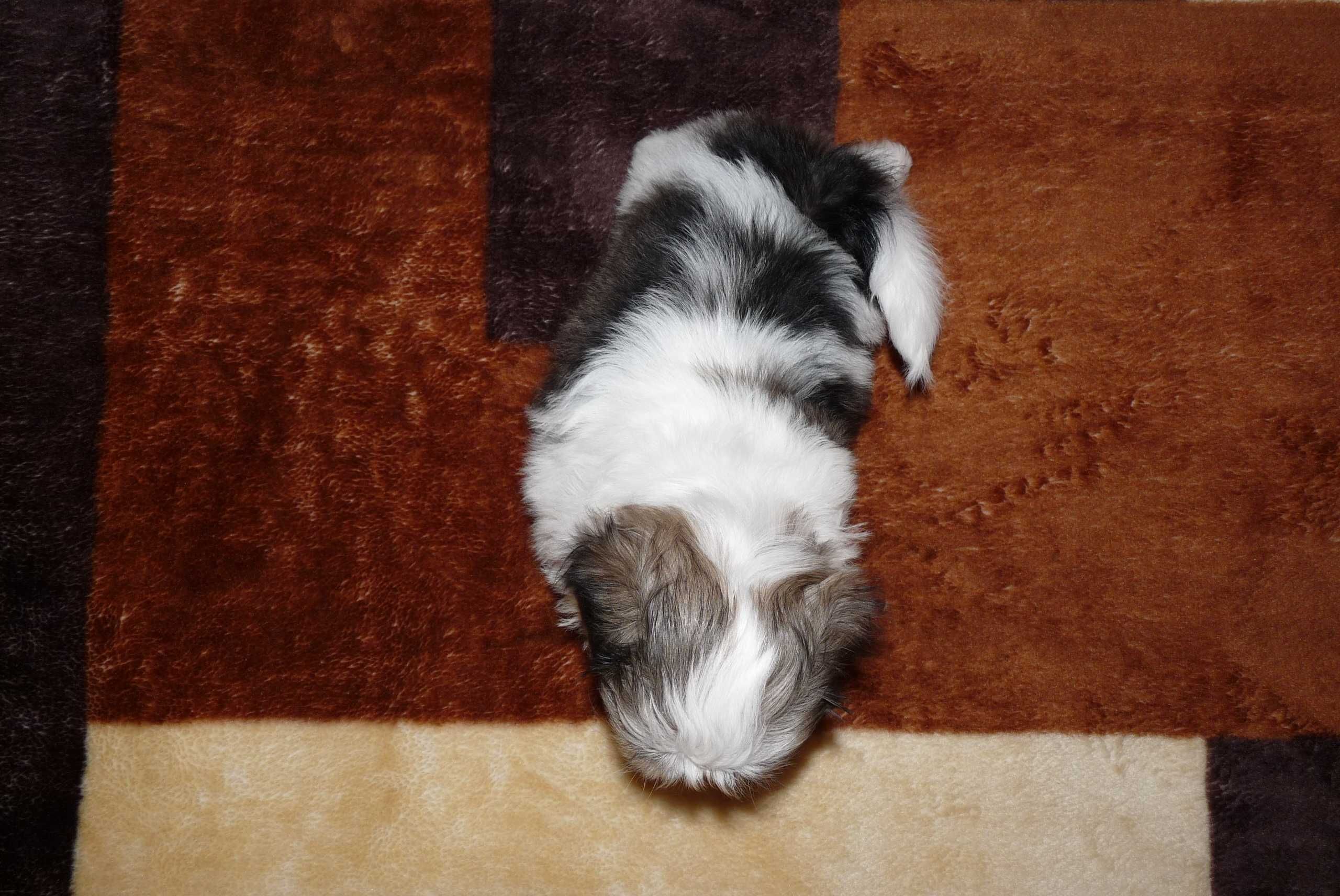 Shih Tzu, piesek Simba do odbioru od 19 lipca.