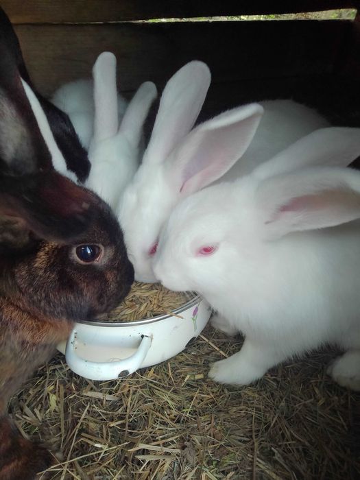 Króliki młode angielski podpalany i białe