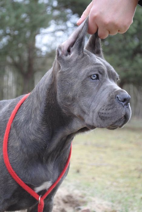 QUASAR wystawowy pies Cane Corso