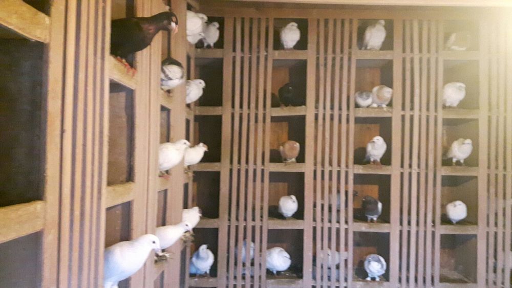 Gołębie różne lot Promocja