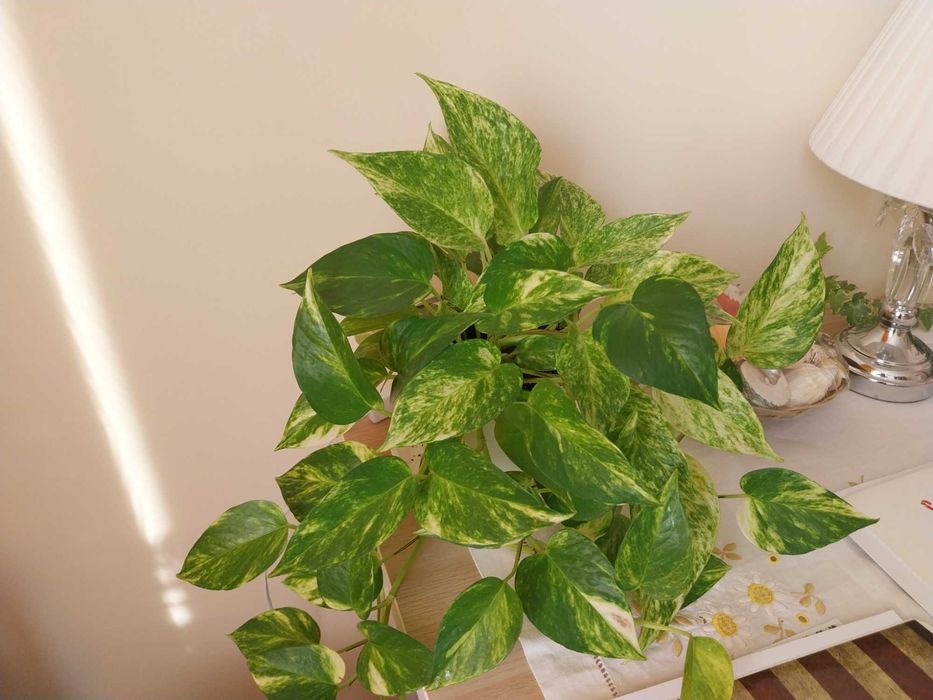 wielki, piekny wiszacy kwiat  na sprzedaz