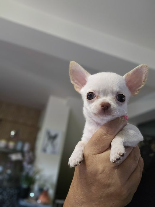 Chihuahua fci,  bialy krótkowłosy piesek Bubu