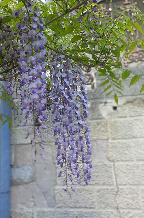 Гліцинія Вістерія 3 річні відводки