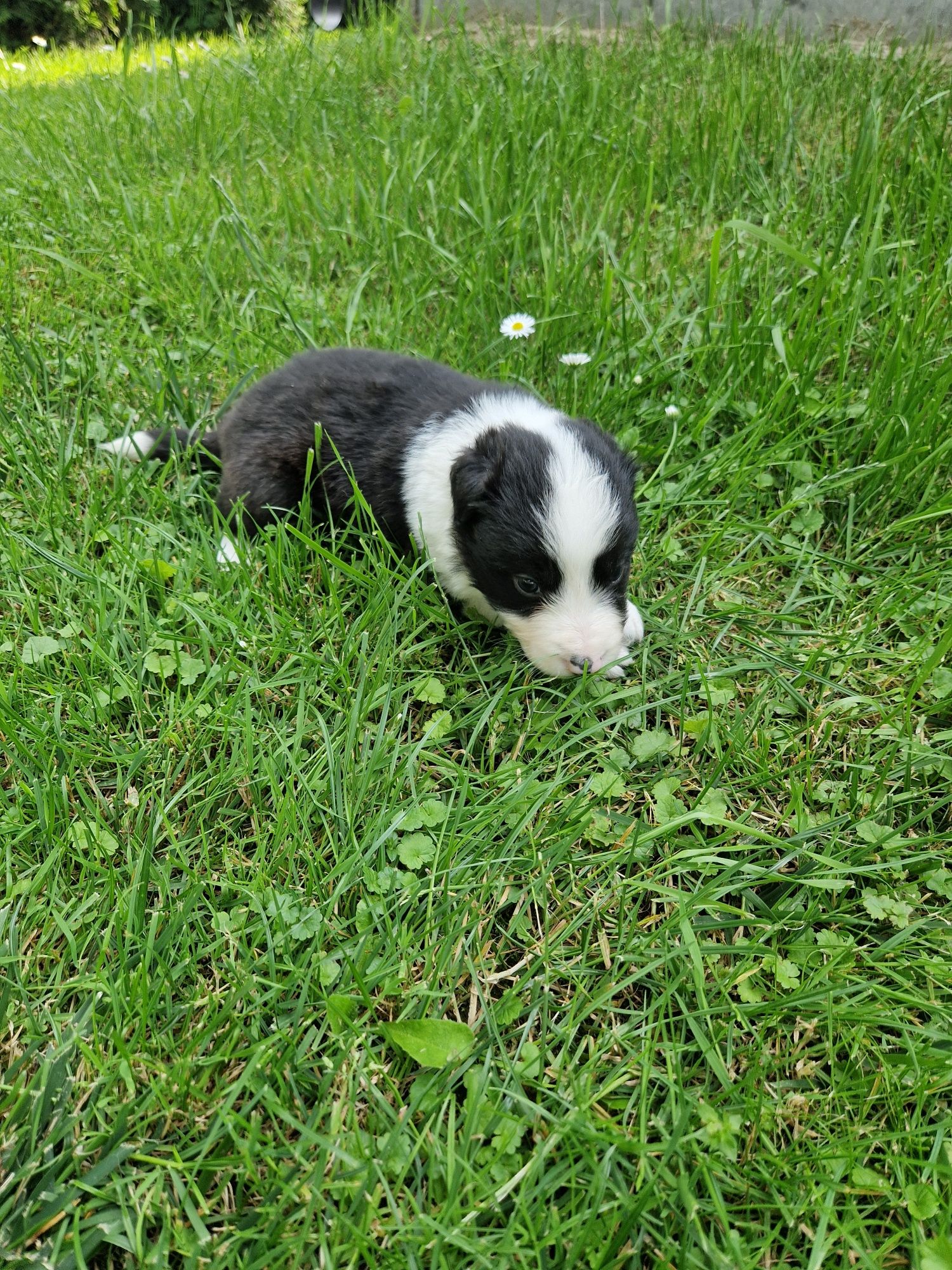 Szczeniak Border Collie