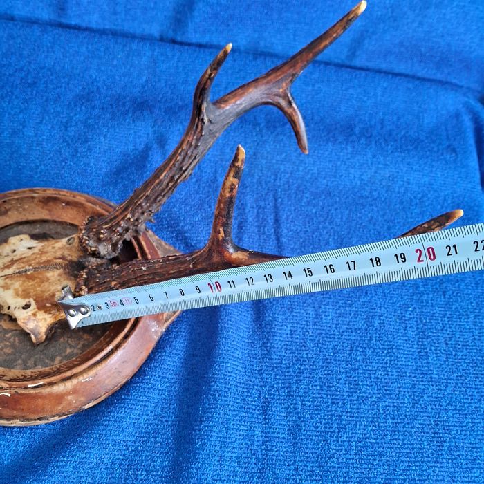 Рога косули на медальоне 21см