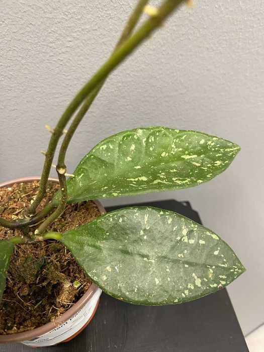 Hoya Rundumensis Splash Hoja