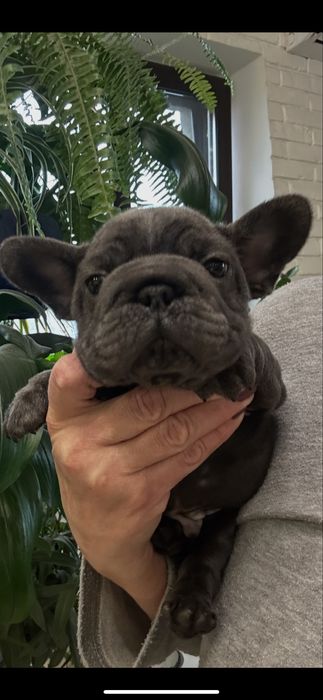 Хлопчик француз