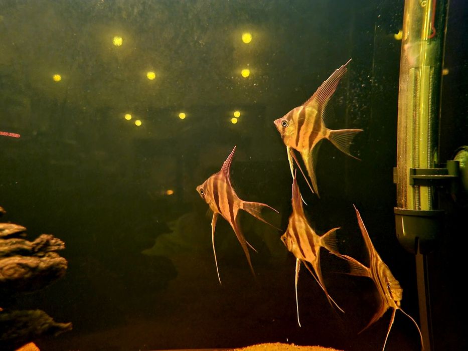 Altum inirida (pterophyllum altum)