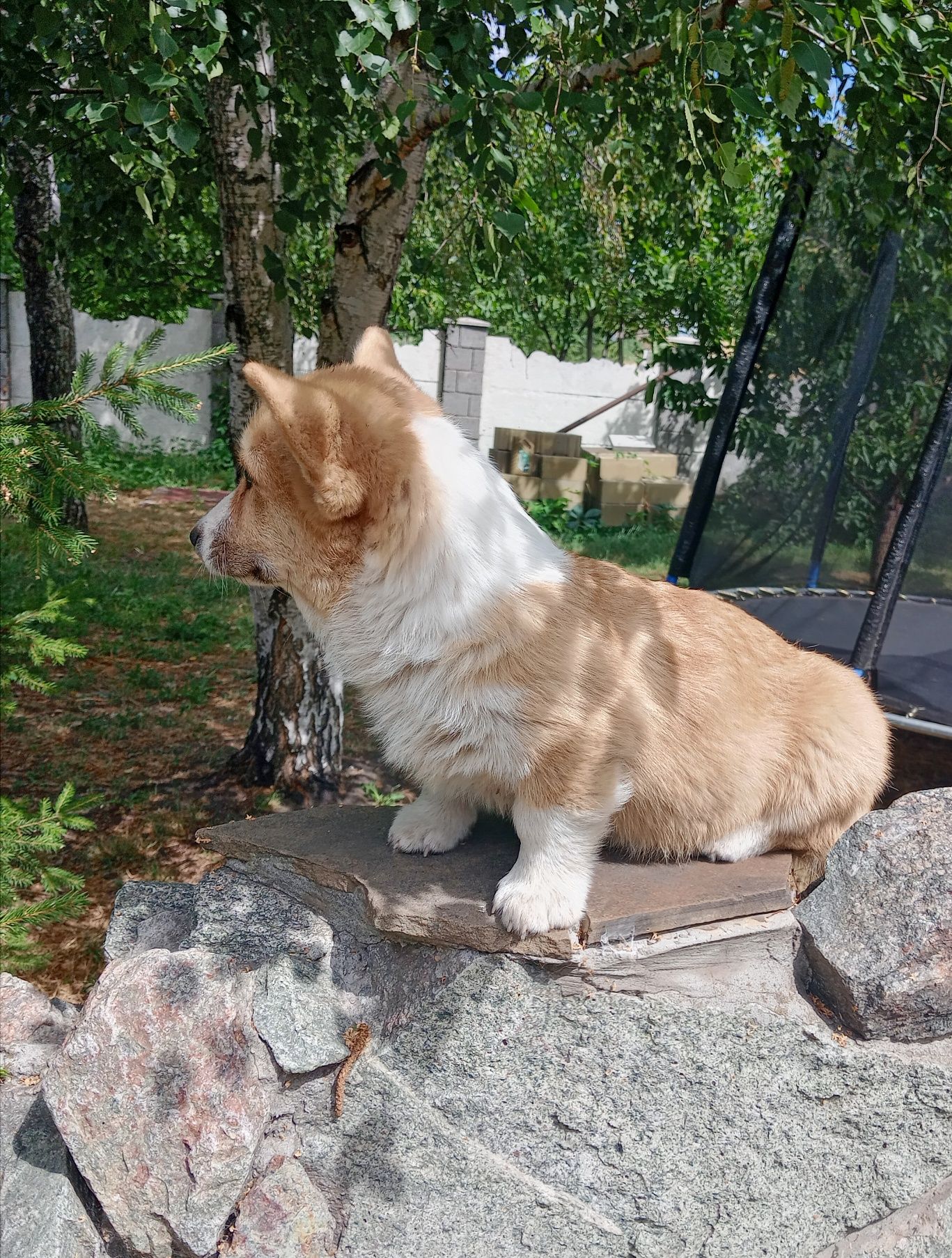 Хлопчик корги пемброк.