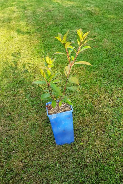 Krzewuszka, Dereń, Tawuła, Bez, Forsycja, Trzmielina, Tamaryszek,