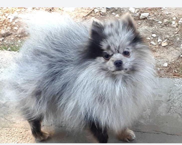 Szpic miniaturowy pomeranian