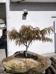 Bonsai de acer em vaso de pedra