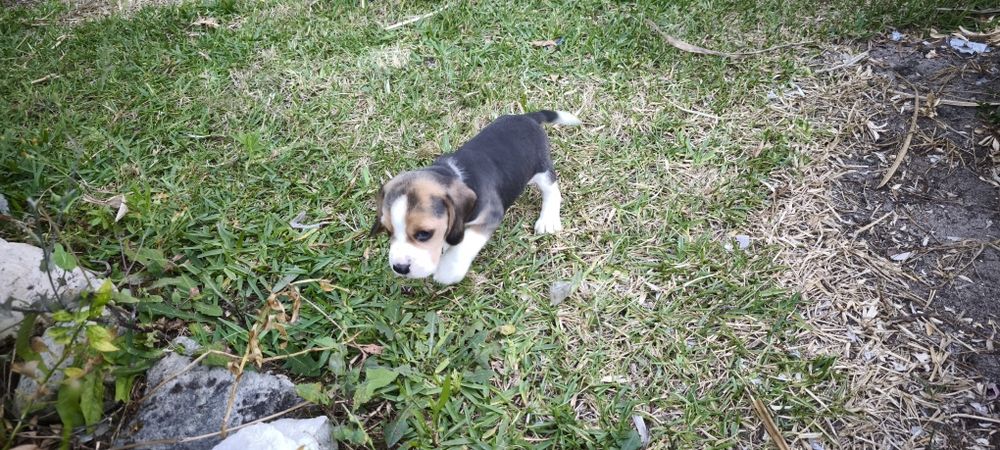 beagle criado em ambiente familiar disponível para entrega imediata d