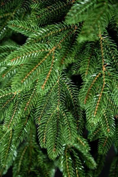 Ялинка лита Prestige 1.8