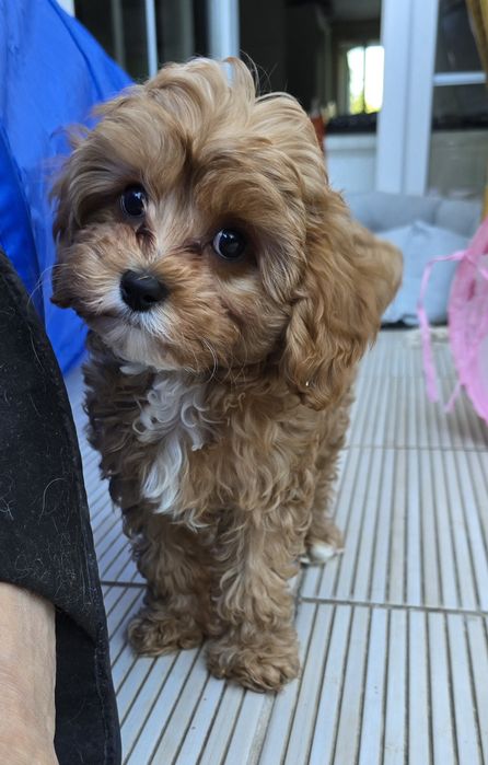 Cavapoo / chłopczyk