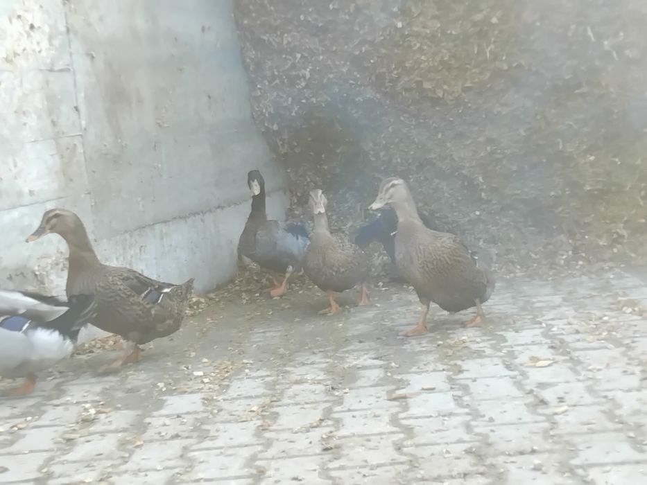 Witam posiadam na sprzedaż kaczki  i gęsi