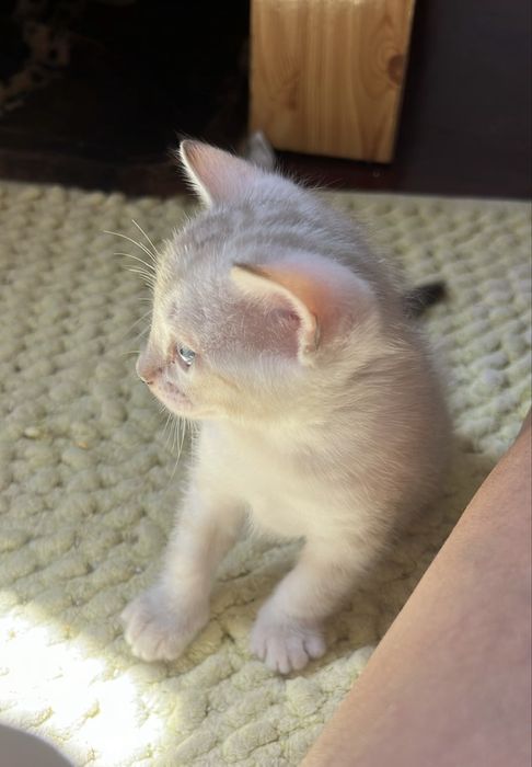 Gatinho Bengal snow linx registado