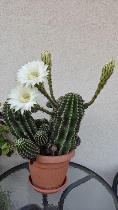 Okazały, kwitnący kaktus Echinopsis - piękne, duże kwiaty!