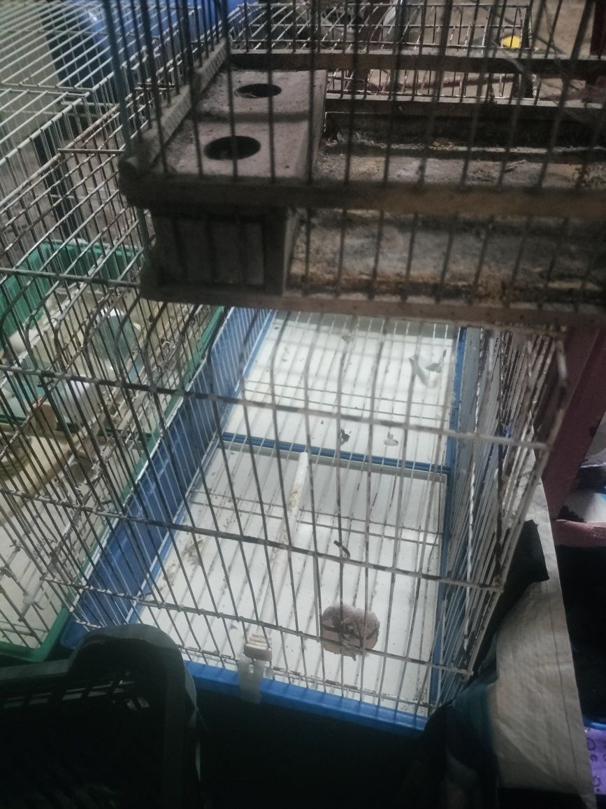 Gaiolas pássaros