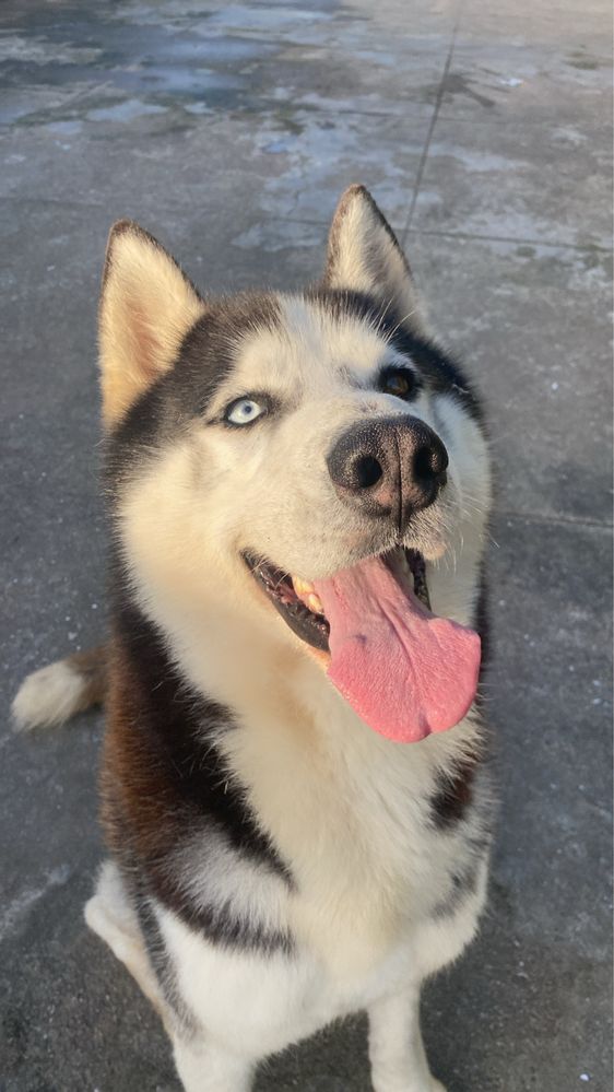 Huksy Siberiano para adoção