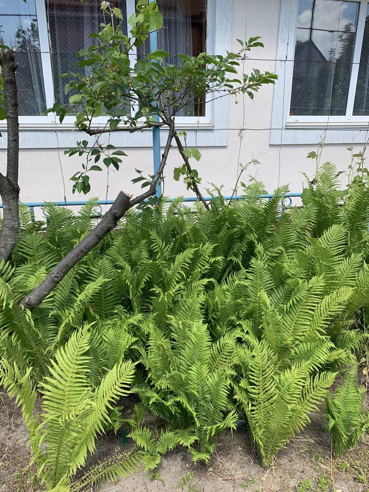 Юкка садовая,хоста