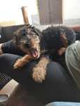Terier Walijski szczeniak ZKwP FCI welsh terrier