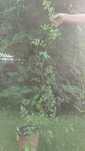 Wisteria  Glicynia