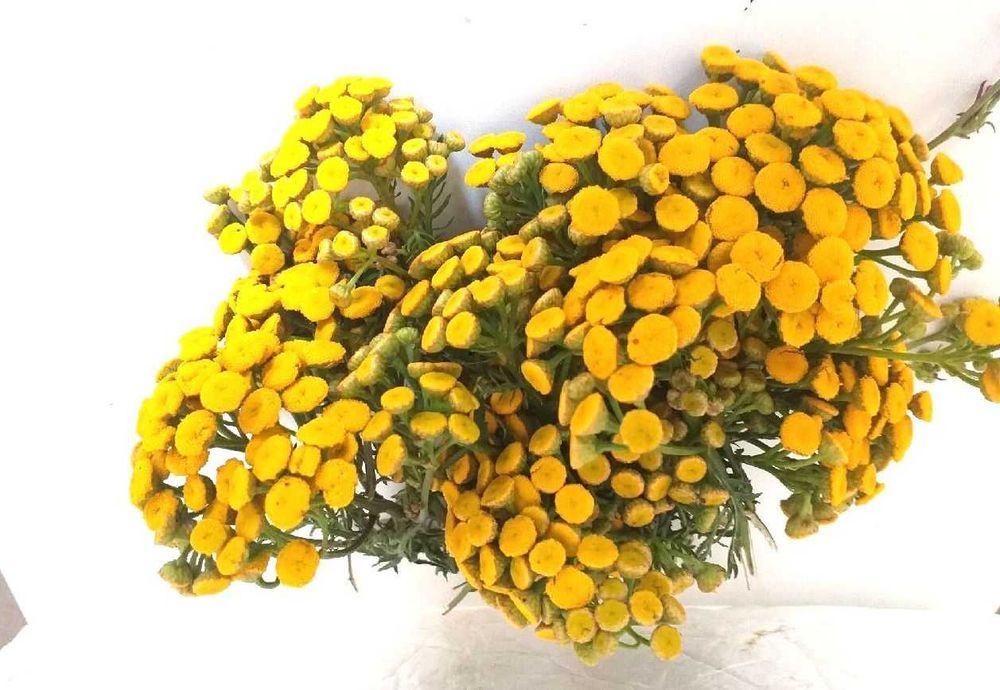 WROTYCZ KWIAT 500g 100% NATURA ŚWIEŻY Zbiór Pasożyt Kleszcze