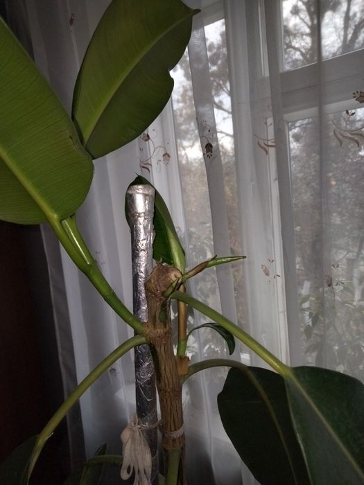 Фікус бенджаміна