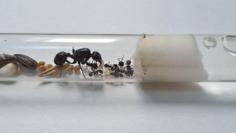 Messor Arenarius Kolonia Mrówek do Hodowli w Formikarium