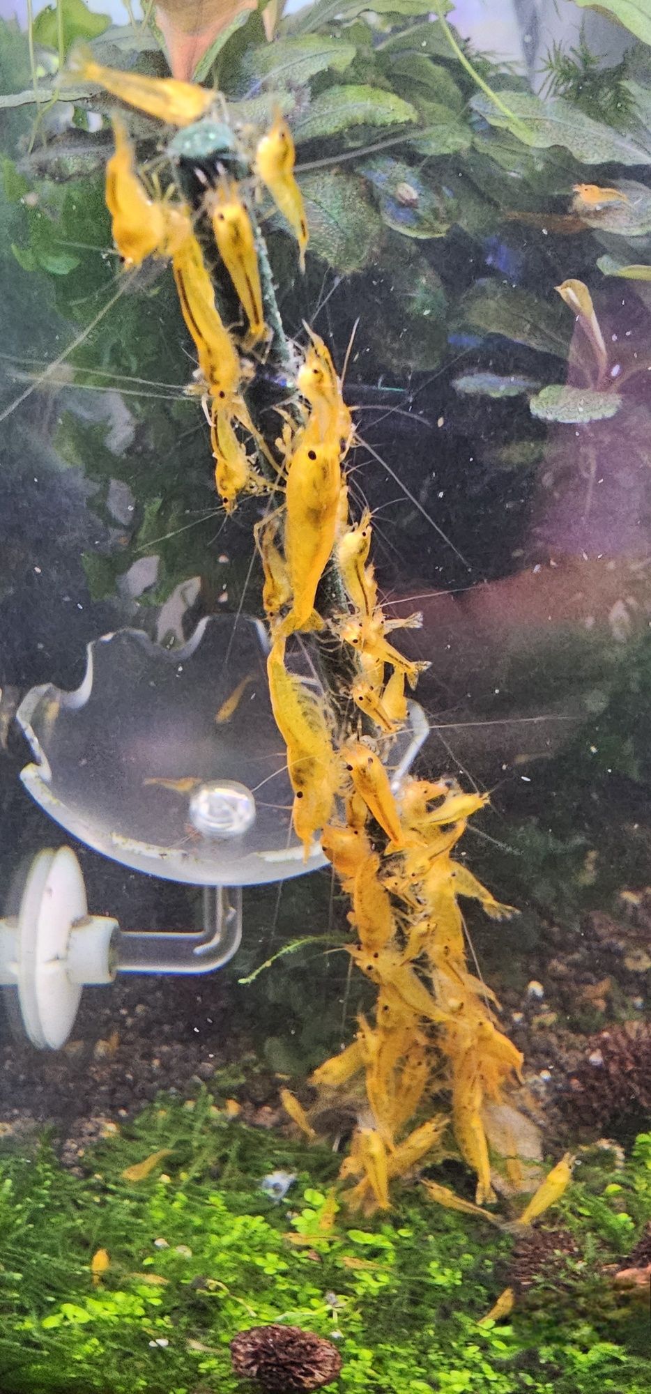 Camarões Caridina Yellow King Kong Juvenis