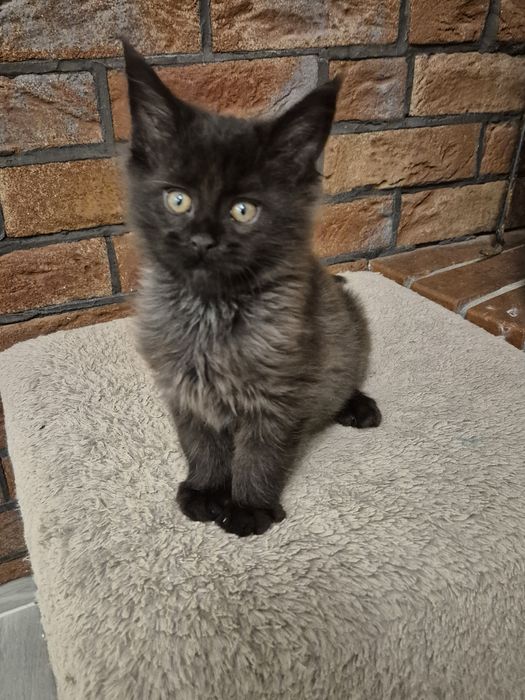 Mco czarny Maine coon kocurek Maine Coon