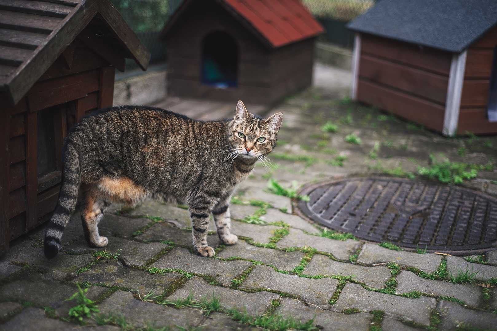 Zrezygnowana, charakterna 10letnia trzyłapka w schronisku. Bez szans?