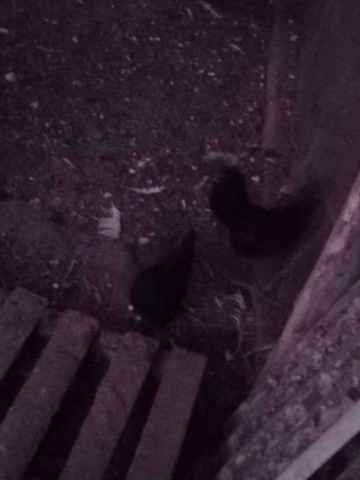 Sprzedam kury koguty Ayami Cemani ozdobne jaja lęgowe, czarne, białe