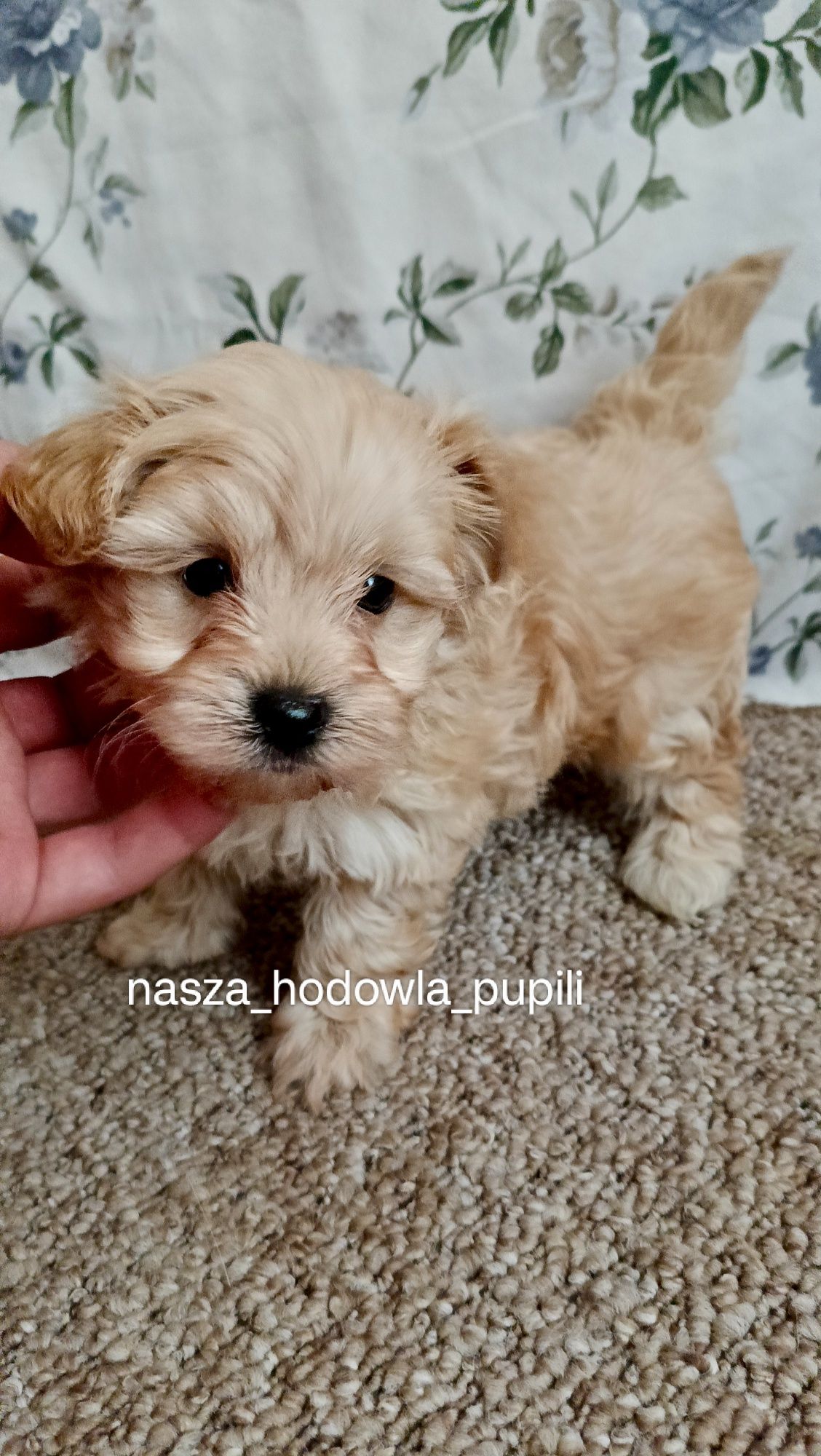 Maltipoo suczka ze sprawdzonej hodowli