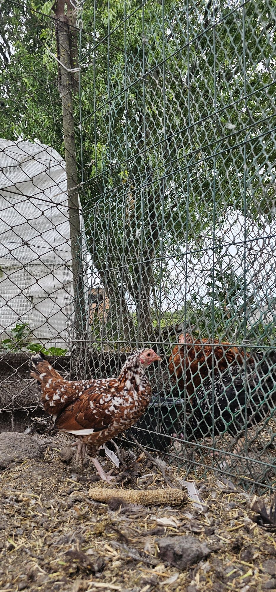 Parka kurka i kogucik liliputki karzelki