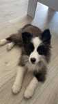 Чистокровні  соболіно-білі  Border Collie