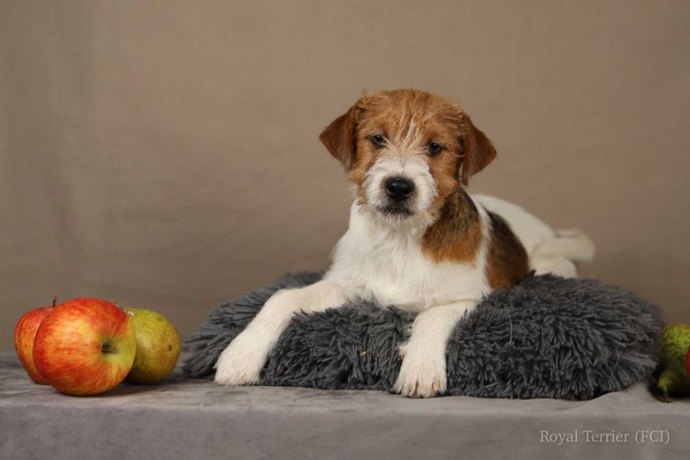 piesek Jack Russell terrier ZKWP/FCI