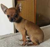 Wspanialy chlopak chihuahua w dobre rece