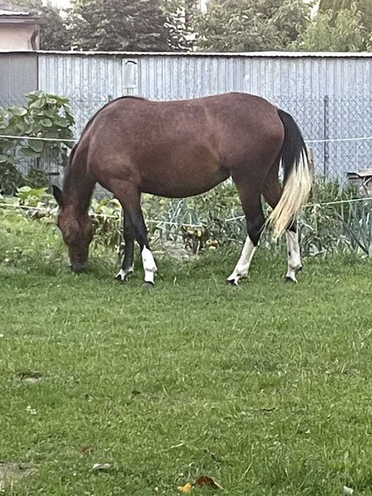 Urodziwa klaczka, super charakter !