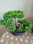Drzewko Bonsai jak prawdziwe