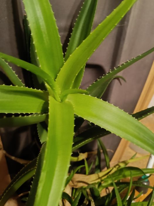 Kwiat aloes za darmo