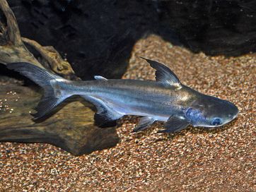 GB Sum rekini (Pangasianodon hypophthalmus)