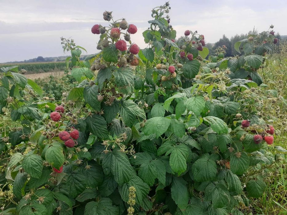 Malina sadzonki POLESIE, SUGANA, deserowe, najlepsze odmiany,WYSYŁKA